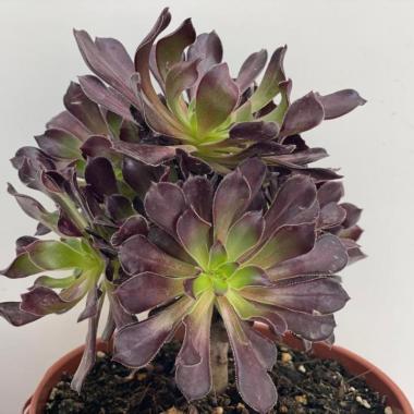 Aeonium nigrum